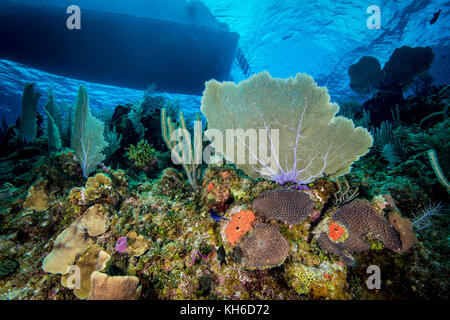 Underwater seascape and sea fan at Little Cayman Stock Photo