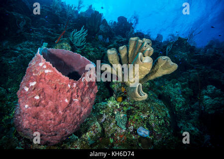 Underwater seascape and marine sponge at Little Cayman Stock Photo