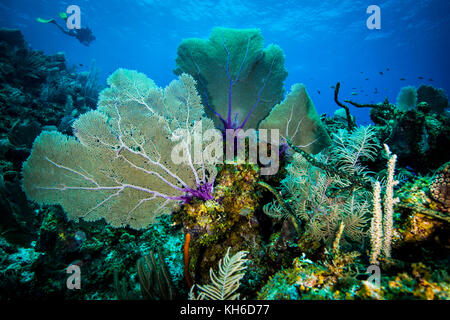Underwater seascape and scuba diver at Little Cayman Stock Photo