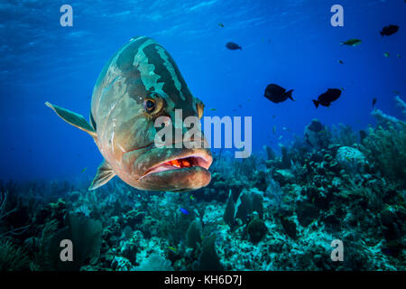 Underwater seascape and Nassau Grouper at Little Cayman Stock Photo