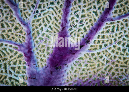 Detail and texture of a sea fan Stock Photo