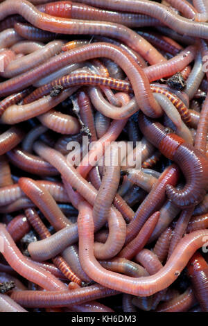 Huge amount of earthworms close to fishing Stock Photo