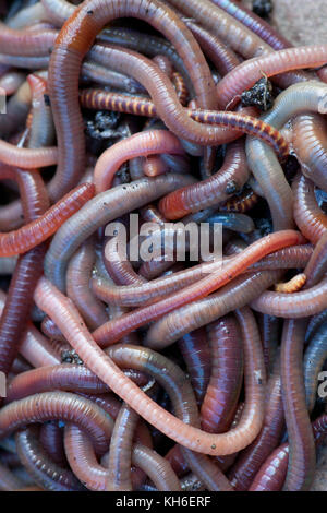 Huge amount of earthworms close to fishing Stock Photo