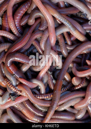 Huge amount of earthworms close to fishing Stock Photo