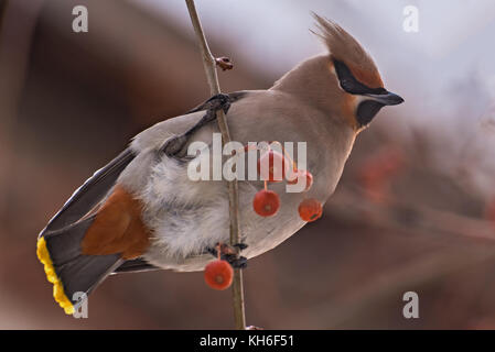 Waxwing bird close up sitting on a branch of apple Stock Photo