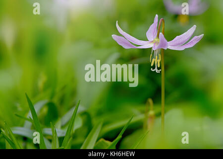 Close-up image of Erythronium dens-canis 'Purple King' dog's tooth violet 'Purple King' spring flower Stock Photo