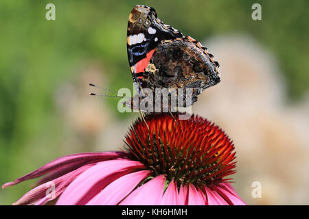 Red Admiral, Vanessa atalanta butterfly feeding on Purple Coneflower. Stock Photo