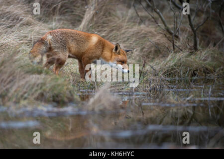 Red Fox / Rotfuchs ( Vulpes vulpes ) adult , in typical surrounding, hunting at a body of water, small lake in the woods, mirroring, wildlife, Europe. Stock Photo