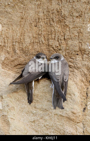 Sand Martin / Bank Swallow / Uferschwalbe ( Riparia riparia), pair, perched together at their nest hole in a river bank, watching, wildlife, Europe. Stock Photo