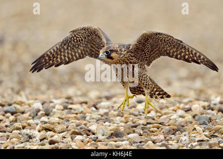 Peregrine Falcon ( Falco peregrinus ), young adolescent, training its flight skills on the gravelled roof of an industrial building, wildlife, Europe. Stock Photo