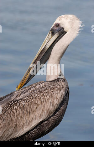 Brown Pelican, Pelecanus occidentalis, Florida Keys Stock Photo