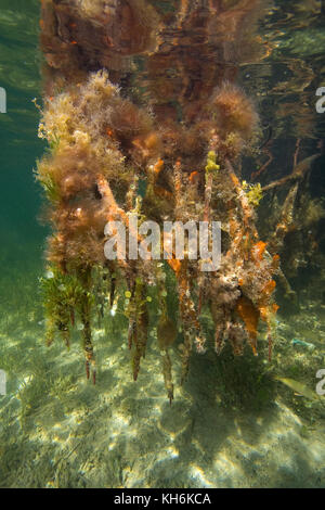 Red Mangrove roots, (Rhizophora mangle), covered with algae, sponges and a variety of invertebrates.  Florida Bay, Florida Keys National Marine Sanctu Stock Photo