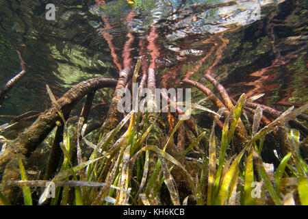 Prop roots of Red Mangrove (Rhizophora mangle) and Turtle Grass (Thalassia testudinum) Florida Bay, Florida Keys National Marine Sanctuary, Islamorada Stock Photo