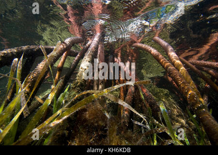 Prop roots of Red Mangrove (Rhizophora mangle) and Turtle Grass (Thalassia testudinum) Florida Bay, Florida Keys National Marine Sanctuary Stock Photo