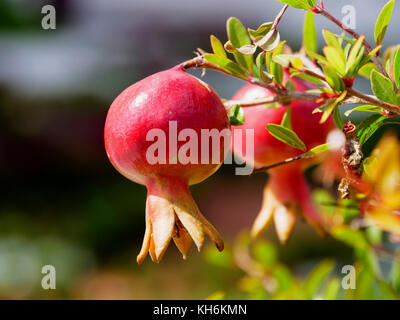 dwarf pomegranate (Punica granatum nana), Bratislava, Bratislavsky kraj, Slovakia, Europe Stock Photo