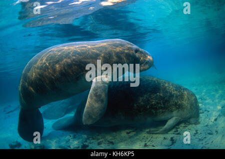 West Indian Manatee, Trichechus manatus Stock Photo