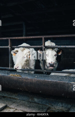 Two young cows in an outdoor stable at a farm Stock Photo