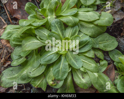 Young foliage of Brookweed / Samolus valerandi growing in soggy wet gound. Mature plant has small white flowers with 5 petals. Edible foraged plant. Stock Photo