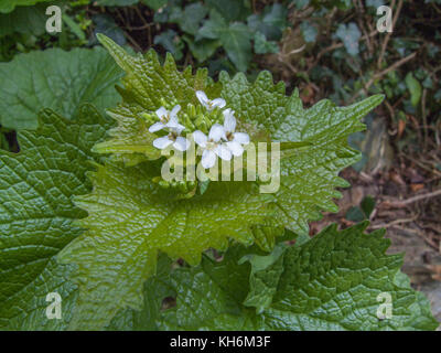 Example of the foraged plant Hedge Garlic - Alliaria petiolata - growing in a hedgerow. Leaves have a mild garlic smell and taste. Belongs to Mustards Stock Photo