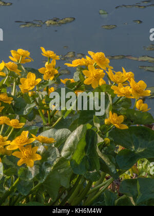 Yellow flowers and foliage of Marsh Marigold / Caltha palustris in bright sunlight. In English was also iknown as Kingcup & May Blobs. Stock Photo
