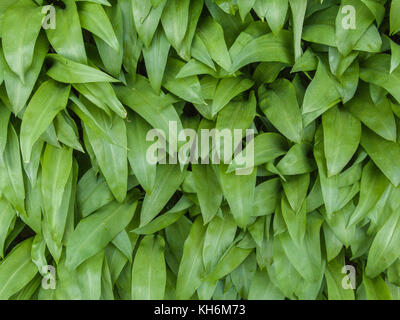 Foliage of wild garlic known as Ramsons / Allium ursinum growing in the wild. Foraged leaves make an excellent kitchen ingredient. Aka. Bear's Garlic Stock Photo