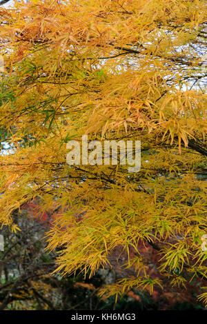 Golden autumn foliage colour of the hardy deciduous Japanese maple, Acer palmatum 'Villa Taranto' Stock Photo