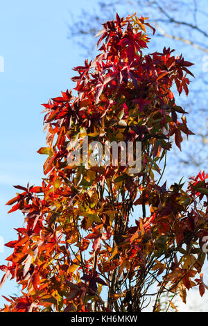 Orange and red autumn colour in the foliage of the fastigiate sweet gum, Liquidambar styraciflua 'Slender Silhouette' Stock Photo