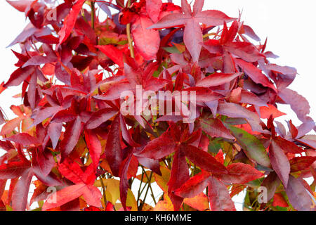 Orange and red autumn colour in the foliage of the fastigiate sweet gum, Liquidambar styraciflua 'Slender Silhouette' Stock Photo