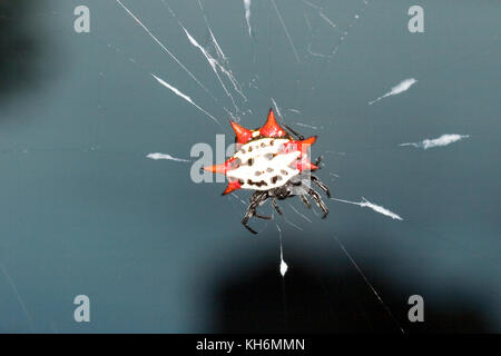 Spiny orb-weaver spider, Gasteracantha cancriformis,  Florida Stock Photo