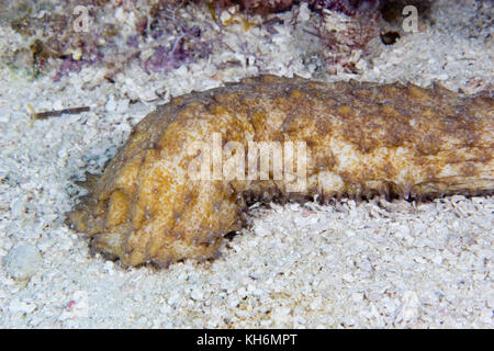 Tiger Tail Sea Cucumber, Holothuria thomasi, Florida Keys National Marine Sanctuary, Florida Stock Photo