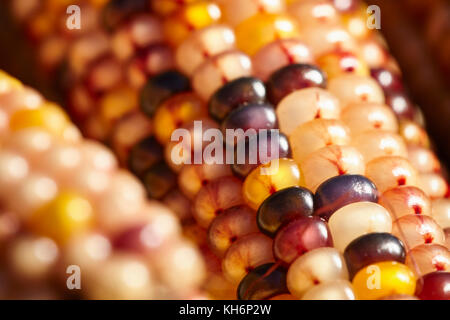 Dried corn, sometimes called "Indian Corn"  at a Lancaster County, Pennsylvania farmer's market Stock Photo