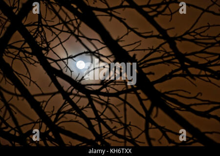 Misty moon shining through the branches of trees. Stock Photo