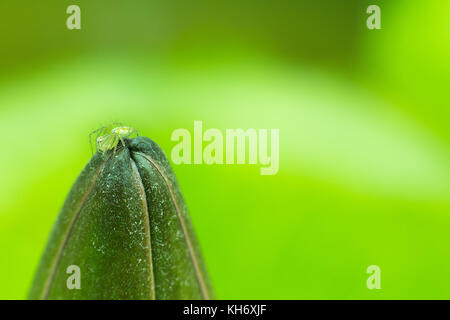 Green spider with lotus Blurred or blur soft focus, Spider on a lotus leaf blur background,Close-up Green spider on a lotus Stock Photo