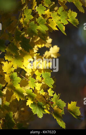 Autumn rays of sun illuminates yellow maple leaves abstract background Stock Photo