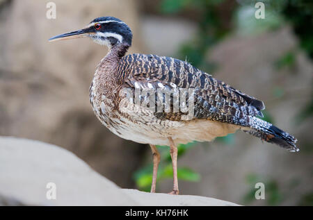 Greater Sunbittern stiiling on rock Stock Photo