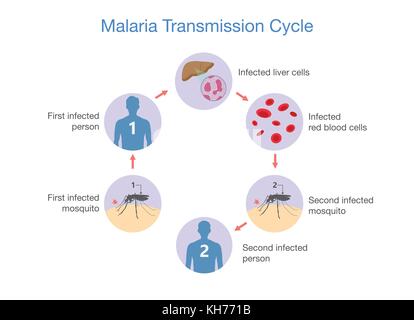 Illustration showing Malaria transmission cycle Stock Vector Image ...