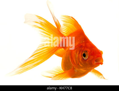 Isolated Approaching Goldfish swimming towards camera, close-up on white Stock Photo