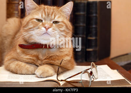 Closeup of ginger cat lying on old book near spectacles on books background Stock Photo
