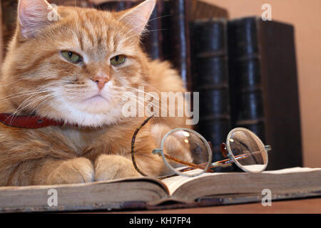 Closeup of ginger cat lying on old book near spectacles on background with books Stock Photo