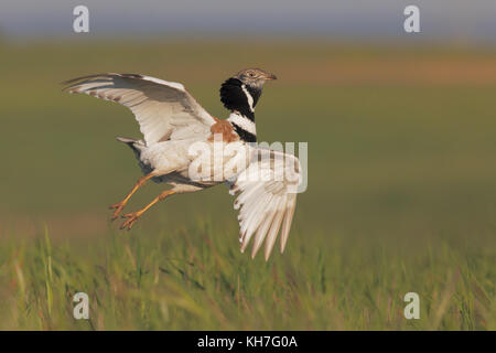 Little bustard jumping in the arena Stock Photo
