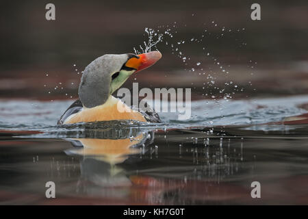 King eider dripping water Stock Photo