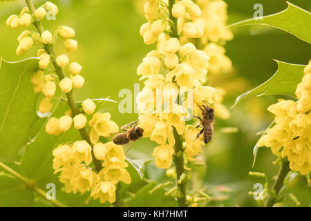 Stirlingshire, Scotland, UK - 14 November 2017: UK weather: honey bees drinking nectar from a beautifully scented Mahonia or Oregan grape on a drier, milder day in Stirlingshire.  Honeybees will come out of their hives to briefly forage at temperatures above 10 degrees Celsius or so, but will not venture far from their hives.  Mahonia is one of the few shrubs to produce nectar in cool temperatures and its brightly coloured flowers are a magnet for bees Credit: Kay Roxby/Alamy Live News Stock Photo