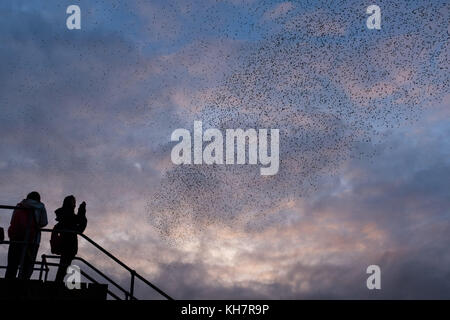 Aberystwyth Wales UK, Wednesday  15 November 2017  UK Weather:   At sundown on a mild   November evening in Aberystwyth,   people weatch as thousands of starlings swoop in fantastic ‘murmurations’ in the sky above the town , before descending to settle in chattering masses on the legs of the town’s Victorian era  seaside pier. The birds then huddle together for warmth and safety on the girders and beams under the floors of the pier   photo © Keith Morris / Alamy Live News Stock Photo