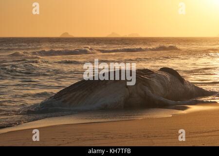 Rio de Janeiro, Brazil. 15th Nov, 2017. The decomposing body of a humpback whale washed up at Ipanema Beach. Credit: Maria Adelaide Silva/Alamy Live News Stock Photo