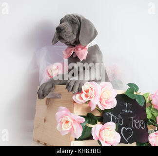 Purebred blue Great Dane in a box with flowers Stock Photo
