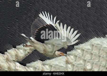 Palm-nut vulture (Gypohierax angolensis) or vulturine fish eagle, with own wing background, Queen Elizabeth national Park, Uganda, Africa Stock Photo