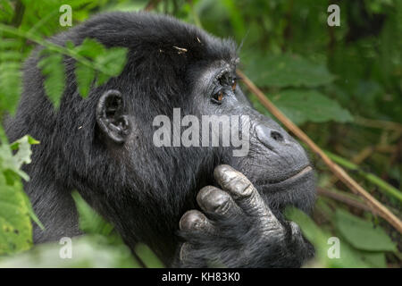 Adult female Mountain gorilla (Gorilla beringei beringei) is 1 of 2 subspecies of eastern gorilla thinking. Bwindi Impenetrable Forest  Uganda Africa Stock Photo