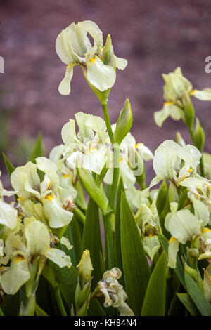Iris imbricata Stock Photo