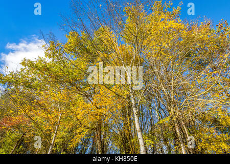 Autumn foliage in mixed woodland - France. Stock Photo
