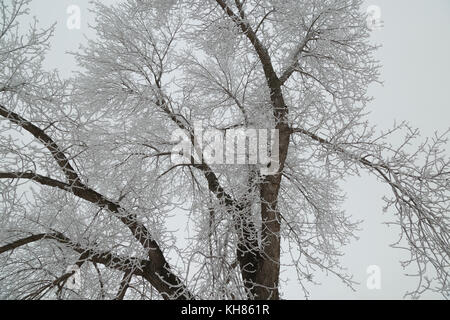 Icicle form on tree branches after rain during winter in Canada. Stock Photo